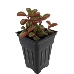 Ruby Glow Peperomia Live Plant – Peperomia graveolens – 2.5" Pot – Indoor - Image 1