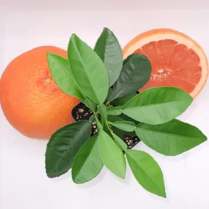 Ruby Grapefruit Live Plant - 3-5 Inch Citrus Tree for Indoor & Outdoor - Image 2