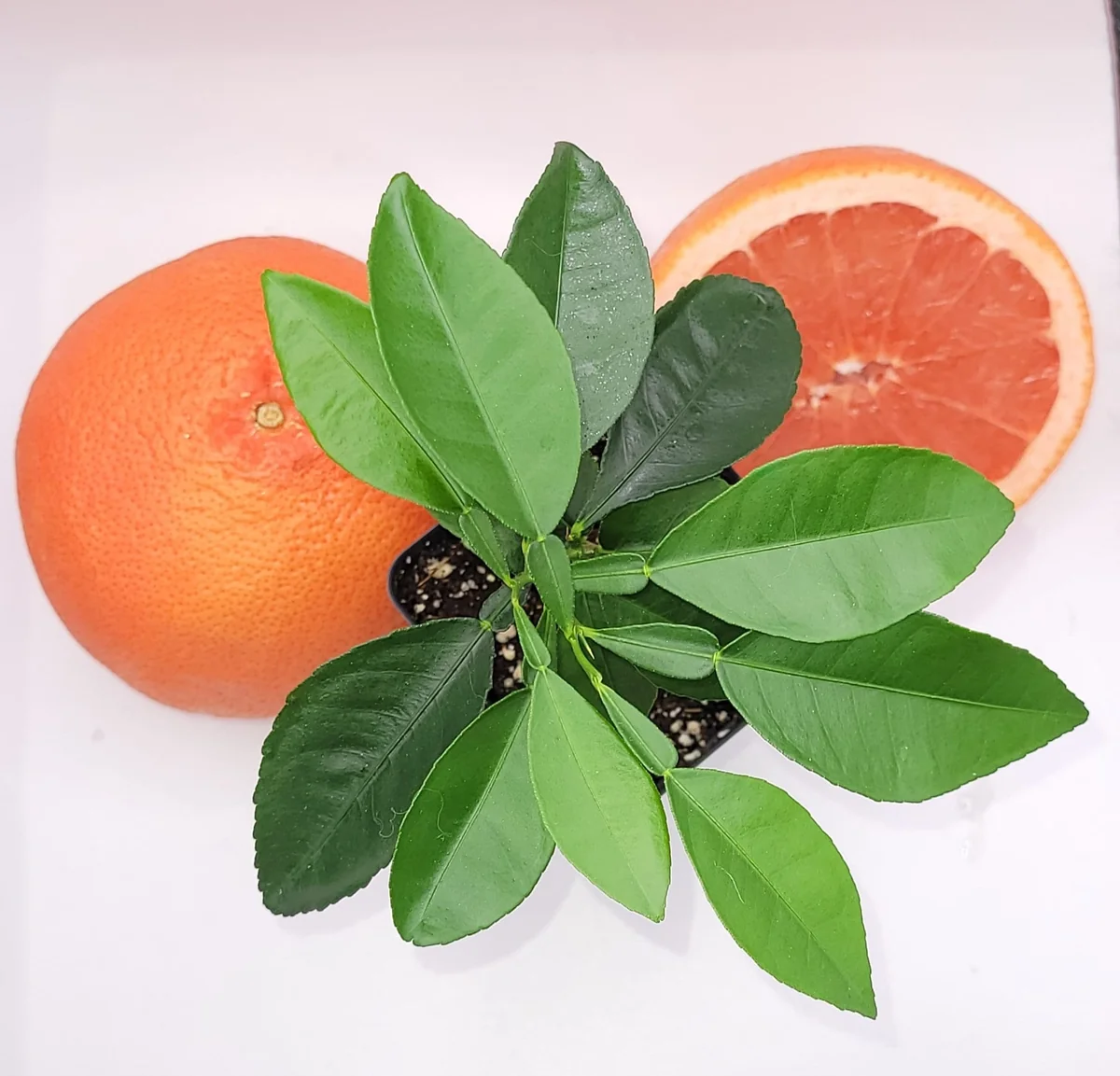 Ruby Grapefruit Live Plant - 3-5 Inch Citrus Tree for Indoor & Outdoor - Image 2