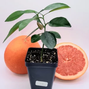 Ruby Grapefruit Live Plant - 3-5 Inch Citrus Tree for Indoor & Outdoor - Image 3