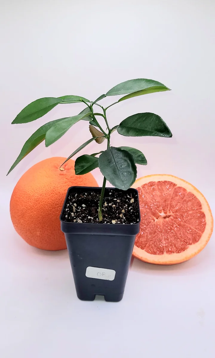 Ruby Grapefruit Live Plant - 3-5 Inch Citrus Tree for Indoor & Outdoor - Image 3