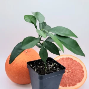 Ruby Grapefruit Live Plant - 3-5 Inch Citrus Tree for Indoor & Outdoor - Image 1