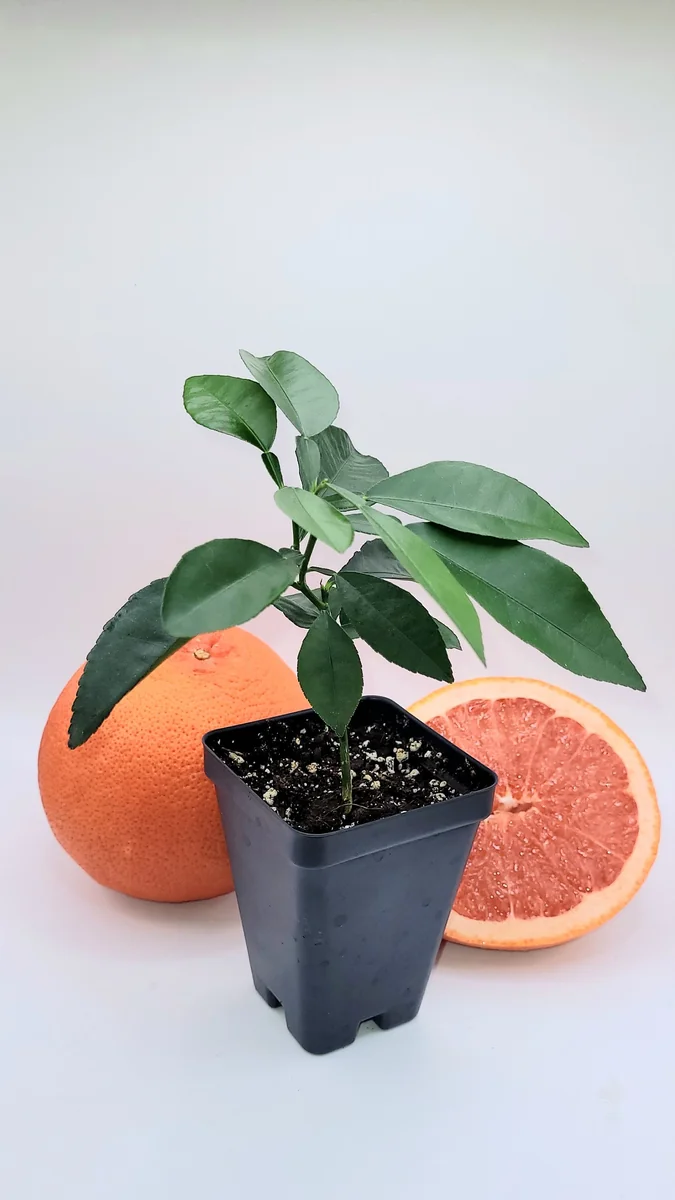 Ruby Grapefruit Live Plant - 3-5 Inch Citrus Tree for Indoor & Outdoor - Image 1