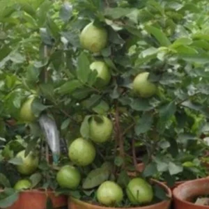 Ruby Guava Fruit Tree - Live Tropical Plant, Red Guava, 5-8 inches tall - Image 13