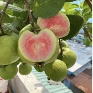 Ruby Guava Live Fruit Tree - 5-8 inch Tropical Edible Plant - Image 5