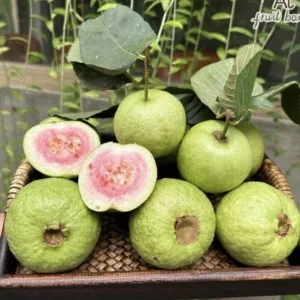 Ruby Guava Live Fruit Tree – Exotic Tropical Plant – 5-8 inches Tall – USDA Zones 9-12 - Image 7
