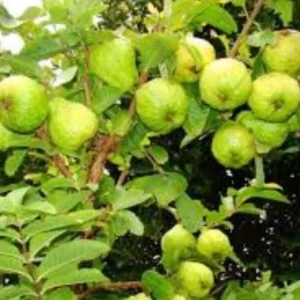 Ruby Guava Live Fruit Tree – Exotic Tropical Plant – 5-8 inches Tall – USDA Zones 9-12 - Image 9