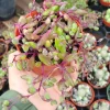 Ruby Necklace Succulent Live Plant – 2in & 4in Pot – Othonna capensis - Image 1