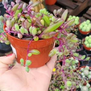 Ruby Necklace Succulent Live Plant – 2in & 4in Pot – Othonna capensis - Image 2