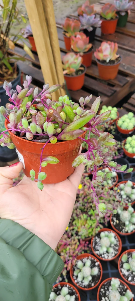 Ruby Necklace Succulent Live Plant – 2in & 4in Pot – Othonna capensis - Image 2