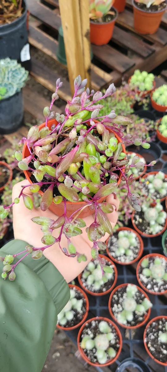 Ruby Necklace Succulent Live Plant – 2in & 4in Pot – Othonna capensis - Image 1