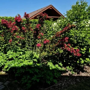 Ruby Red Weigela Shrub - Live Plant, Fragrant Flowers, 4-Inch Pot, Outdoor - Image 10