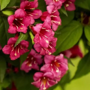 Ruby Red Weigela Shrub - Live Plant, Fragrant Flowers, 4-Inch Pot, Outdoor - Image 3