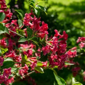Ruby Red Weigela Shrub - Live Plant, Fragrant Flowers, 4-Inch Pot, Outdoor - Image 4