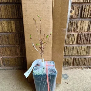 Ruby Red Weigela Shrub - Live Plant, Fragrant Flowers, 4-Inch Pot, Outdoor - Image 5