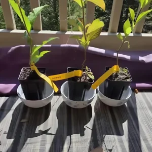 Ruby Red Weigela Shrub - Live Plant, Fragrant Flowers, 4-Inch Pot, Outdoor - Image 6