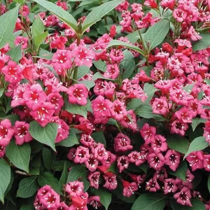 Ruby Red Weigela Shrub - Live Plant, Fragrant Flowers, 4-Inch Pot, Outdoor - Image 7