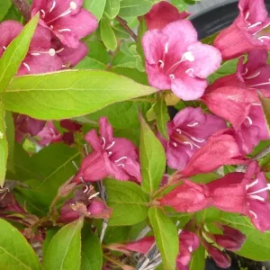 Ruby Red Weigela Shrub - Live Plant, Fragrant Flowers, 4-Inch Pot, Outdoor - Image 8
