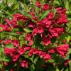Ruby Red Weigela Shrub - Live Plant, Fragrant Flowers, 4-Inch Pot, Outdoor - Image 1