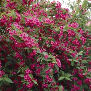 Ruby Red Weigela Shrub - Live Plant, Fragrant Flowers, 4-Inch Pot, Outdoor - Image 9