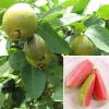 Ruby Supreme Guava Live Plant – 2-3 ft Tall – 3 Gallon Pot – Tropical Fruit Tree - Image 1