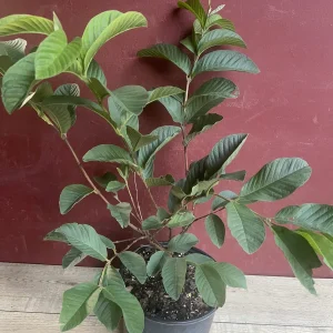 Ruby Supreme Guava Live Plant – Psidium guajava – Pink Guava Tree – 10 inch Pot - Image 4