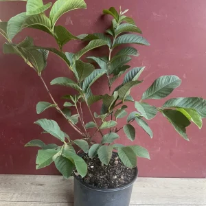 Ruby Supreme Guava Live Plant – Psidium guajava – Pink Guava Tree – 10 inch Pot - Image 5