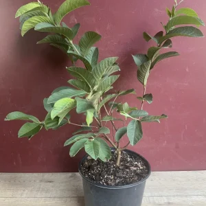 Ruby Supreme Guava Plant - Live Pink Guava Tree in 10