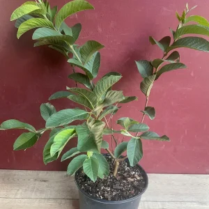 Ruby Supreme Guava Plant - Live Pink Guava Tree in 10