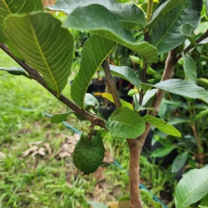 Ruby Supreme Red Guava Tree Live Plant - Fruiting 2-4 ft Tall - Air Layered - Image 1