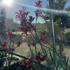 Ruby Velvet Kangaroo Paw Live Plant - 1 Gallon Pot - Outdoor - Image 1