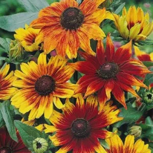 Rudbeckia Hirta Black-Eyed Susan Live Plant – Gloriosa Daisy Starter – Cut Flower & Pollinator Garden - Image 3