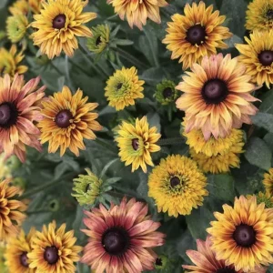 Rudbeckia Hirta Black-Eyed Susan Live Plant – Gloriosa Daisy Starter – Cut Flower & Pollinator Garden - Image 1