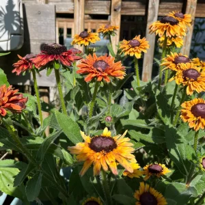 Rudbeckia Hirta Black-Eyed Susan Live Plant – Gloriosa Daisy Starter – Cut Flower & Pollinator Garden - Image 6