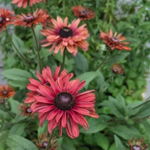 Rudbeckia Sahara Live Plant – 2 Pack Black-Eyed Susan Perennial – 3-6