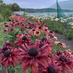 Rudbeckia Sahara Live Plant – 2 Pack Black-Eyed Susan Perennial – 3-6
