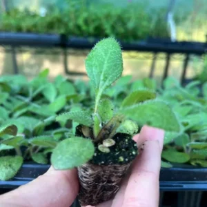 Rudbeckia Sahara Live Plant – 2 Pack Black-Eyed Susan Perennial – 3-6