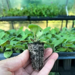 Rudbeckia Sahara Live Plant – 2 Pack Black-Eyed Susan Perennial – 3-6