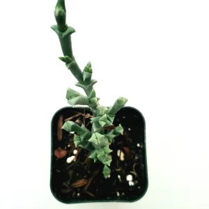 Ruschia uncinata 'Doringvygie' Succulent Live Plant - Drought Tolerant - Image 1