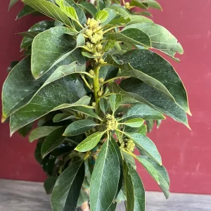 Russell Avocado Live Tree – Grafted Plant – 3 Gallon Pot – Outdoor Fruit Tree - Image 2