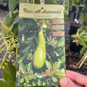 Russell Avocado Tree - Grafted Live Plant, 3 Gallon, 3 Feet Tall - Image 2