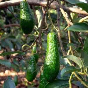 Russell Avocado Tree Live Plant – Large Pear-Shaped Tropical Fruit, 3 Gallon Pot - Image 2