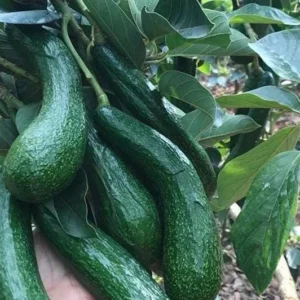 Russell Avocado Tree Live Plant – Large Pear-Shaped Tropical Fruit, 3 Gallon Pot - Image 3