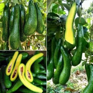 Russell Avocado Tree Live Plant – Large Pear-Shaped Tropical Fruit, 3 Gallon Pot - Image 1