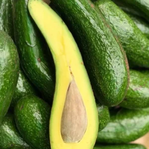 Russell Avocado Tree Live Plant – Large Pear-Shaped Tropical Fruit, 3 Gallon Pot - Image 4