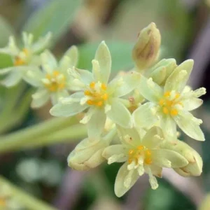 Russell Avocado Tree Live Plant – Large Pear-Shaped Tropical Fruit, 3 Gallon Pot - Image 5