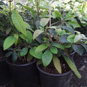 Russell Long Neck Avocado Live Tree - Grafted, 2-3ft Tall, 3 Gallon Pot - Image 2