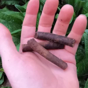 Russian Comfrey Live Root Cuttings - Bocking 14 - Fertility Plant - Image 2