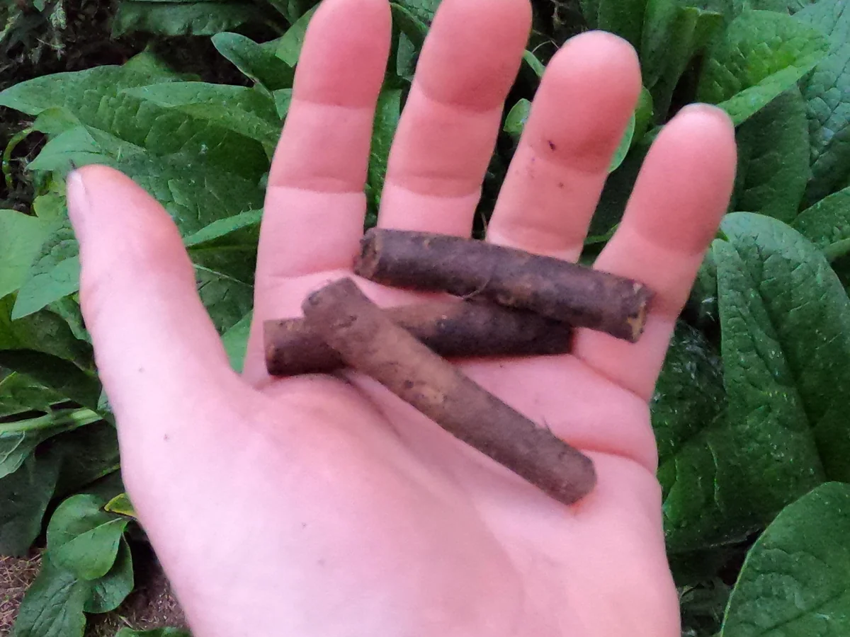 Russian Comfrey Live Root Cuttings - Bocking 14 - Fertility Plant - Image 2