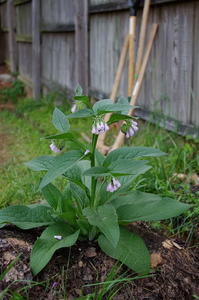 Russian Comfrey Live Root Cuttings - Bocking 14 - Fertility Plant - Image 1
